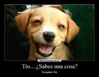 laughingdog.jpg