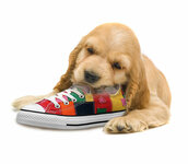 ESPECIAL-MASCOTAS-Perro-mordisqueando.jpg