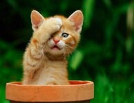 ver-videos-de-gatitos-aumenta-el-buen-rollo_full_landscape.jpg