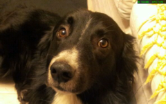 Tobi .png