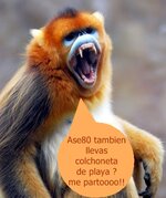 Monos-de-cara-azul4.jpg