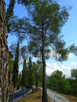 IMG_20170809_192310-01.jpeg