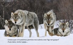 manada-de-lobos.jpg