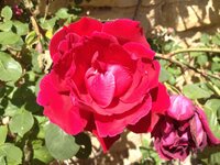 IMG_0109.jpg