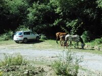 Caballos laguna de cameros.jpg