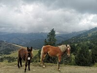 IMG_20190811_115139.jpg