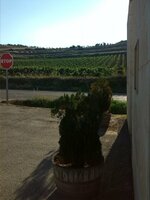2-Viñas sin.jpg