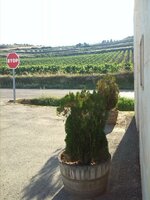 3-Viñas sin.jpg