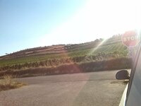 7-Viñas sin.jpg