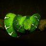 frichera
