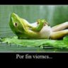 Jaomeo