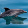 delfin_sos